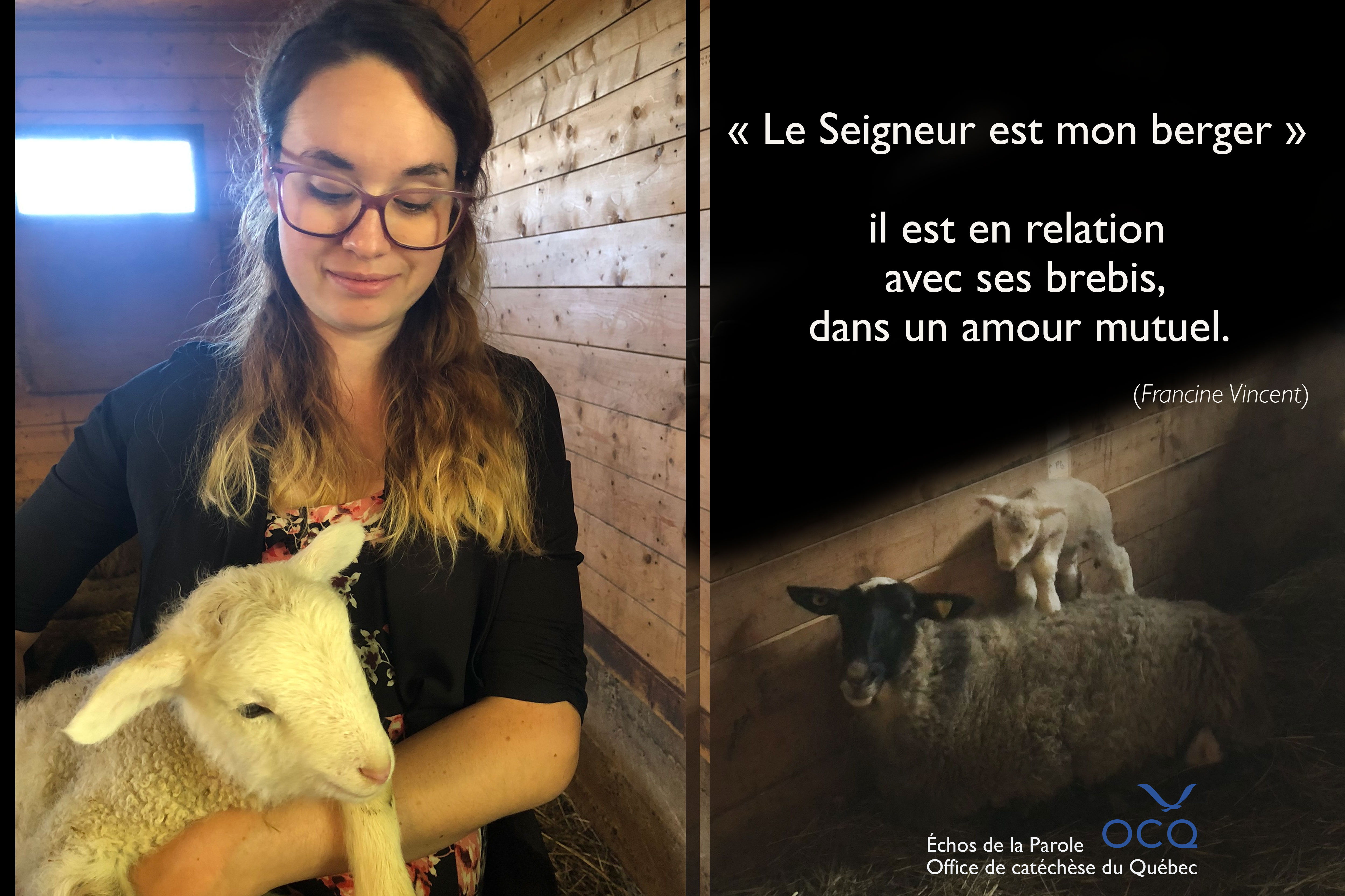 Brebis dans enclos